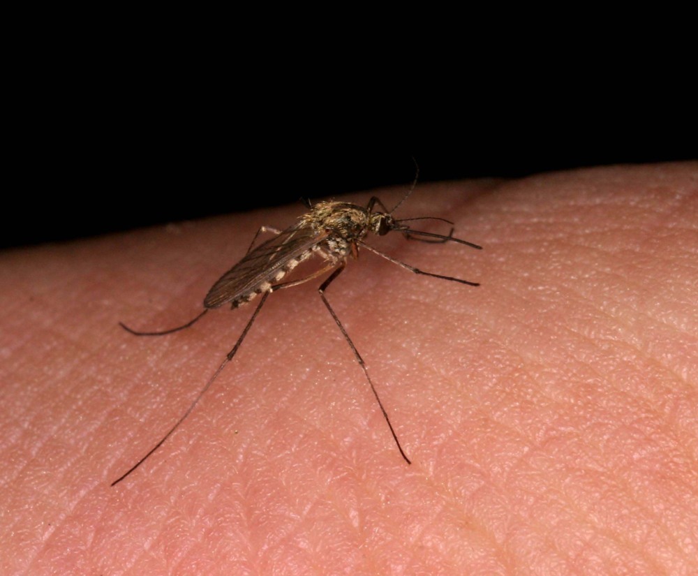 plaga komarów